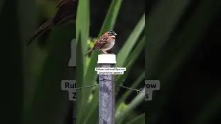 Rufous-collared Sparrow enjoying a rain storm in Heredia Costa Rica #sparrow #birds #bird #birding