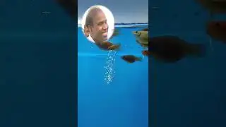 Underwater Tunnel Aquarium