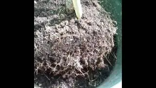 How to grow peaches in a pot in the uk