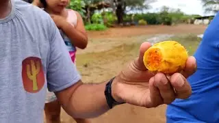 Conheça o Fruto de Palma