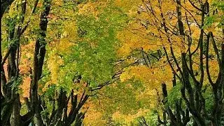 කැනඩාවේ පාරවල් බලමුද? Street View in Canada 🇨🇦  | @Divyanjali vlogs262