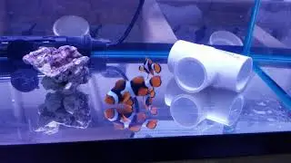 True Percula Clownfish pr. $399 - Biak Island