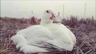 Duck's random Winter moments