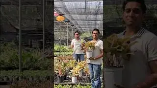 Tried everything to make your Aglaonema fuller?