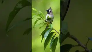 Himalayan bulbul #himalayanbulbul #birdshort #birdsplanet