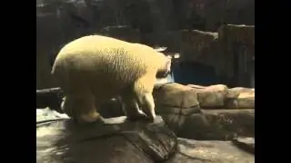Polar Bear Wobble