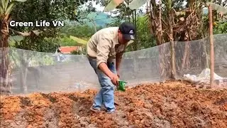 Life in the Northern Mountains - Growing Vegetables, Tidying Up the Garden, Harvesting.