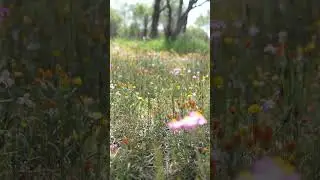 Spring in Western Australia&rsquo;s Wheatbelt #wildflowers