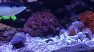 Jaw fish building it&rsquo;s home