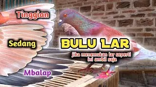 Cara Memilih Merpati Tinggian Dari Bulu Lar