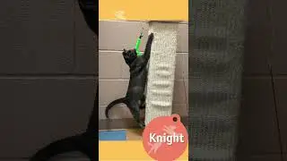 Hear ye, hear ye! It&rsquo;s Caturday, and Knight is ready to conquer your heart!