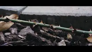 Nature A7III 4K 24fps F8 ISO1000 PP8 CINEMA 4