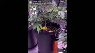 Vegging these happy girls under the PhatSlim 1XL.