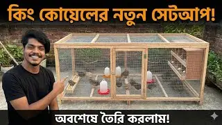 কিং কুয়েল পাখির সেরা সেটআপ! কম খরচে দারুণ রেজাল্ট!!! King Quail Setup