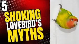 5 Shocking Lovebird Breeding Myths Debunked!