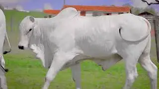 LOTE 160   CGAL 3032,3041,3151