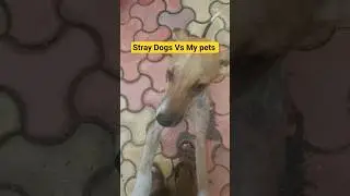 When Dogs Are Your Only True Friends | Danny&rsquo;s Story #Shorts #funny #straydogs #cat #short