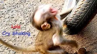 Poor baby monkey Lola cry shaking while mom keep alone, Lola scares much and get steal by Amara