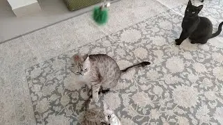 002 playing cats 2025 @nanasvlog3904