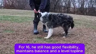 16 year old Senior Dog Fitness Circles Tan