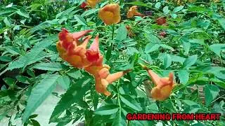 Tecoma - Best flowering plant for summer - Easily Growing summer plant - Complete Caring Tips