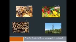 The plight of the Honey Bee