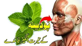 Benefits of Mint | Pudina Ke Fayde in Urdu | A Voice Stories