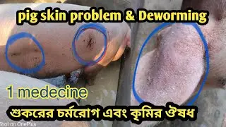 Pig skin problem & Deworming || Pig Farm Business income & profit || Business investment