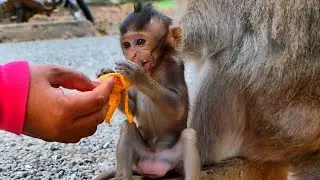 Lovely feeding the baby monkey