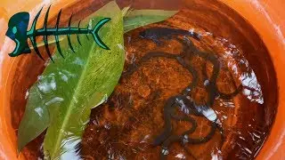 Como mantener viva nuestra carnada en CASA - Anguila y Cascarudo