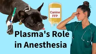 Breaking Plasma Transfusion Guidelines in Veterinary Anesthesia