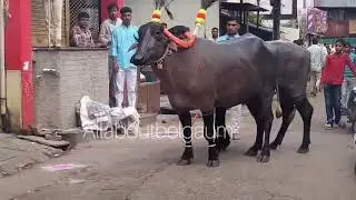 Buffalo carnival Diwali Padwa &ndash; Belagavi