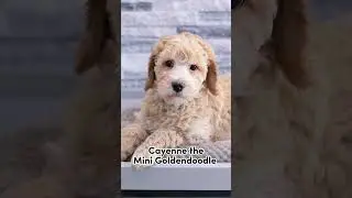 Adorable Puppies Looking for a Home | Petland Parma