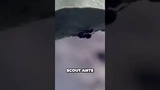 Uncovering the Insane Military Tactics of Ant Colonies - What You Didn't Know!