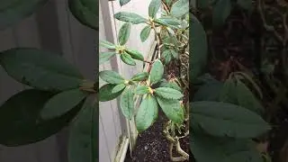 Dead out of rhododendrons