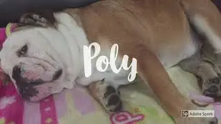 Roly Poly Bully's: Take 1