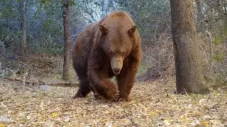 Cinnamon Bear Meets My Camera