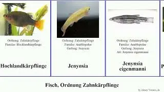Fisch, Ordnung Zahnk&auml;rpflinge fundulus cyprinodon fish elegans grandis marmoratus Prachtk&auml;rpfling