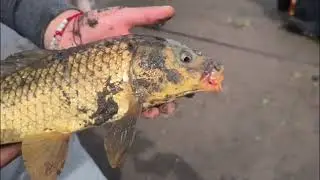 Pesca de Carpas en Chimbarongo Chile #carpfish #carpfishing #fishing #chile