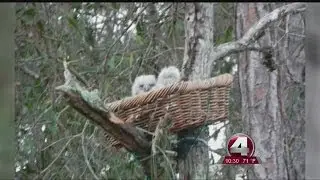 owlet rescue