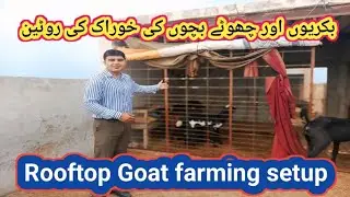 (109) Best feed for Goats And kids/Success with Zain 