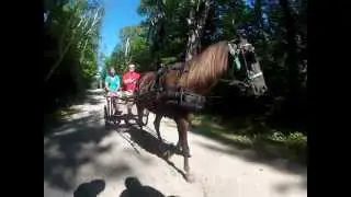 Carriage Driving Ernie and Junior. Rescued Race Horses.MP4