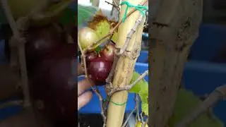 My first Garden Tour Sep 2021