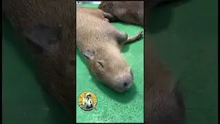Nap time 😪 #capybara #carpinchio #カピバラ #animal #水豚 #capybaras