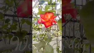 Motivational quotes  ✅ ❤️ #2026 #shorts #video #new #trending #youtube #motivation #quotes #speech