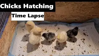 Baby Chicks Hatching | Time Lapse Eggs Hatching #farm vlog