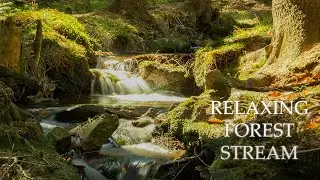 ASMR | Relaxing forest stream