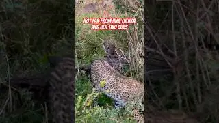 Today’s Safari, Olonkera, Luluka and the cubs