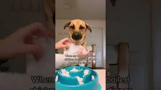 shh  #dogsoftiktok #relatabledog