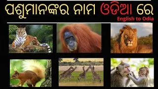 Animal Name English To Odia | Animals Name In Odia | Animals For Kids | Animal Name For Kids | VIDEO